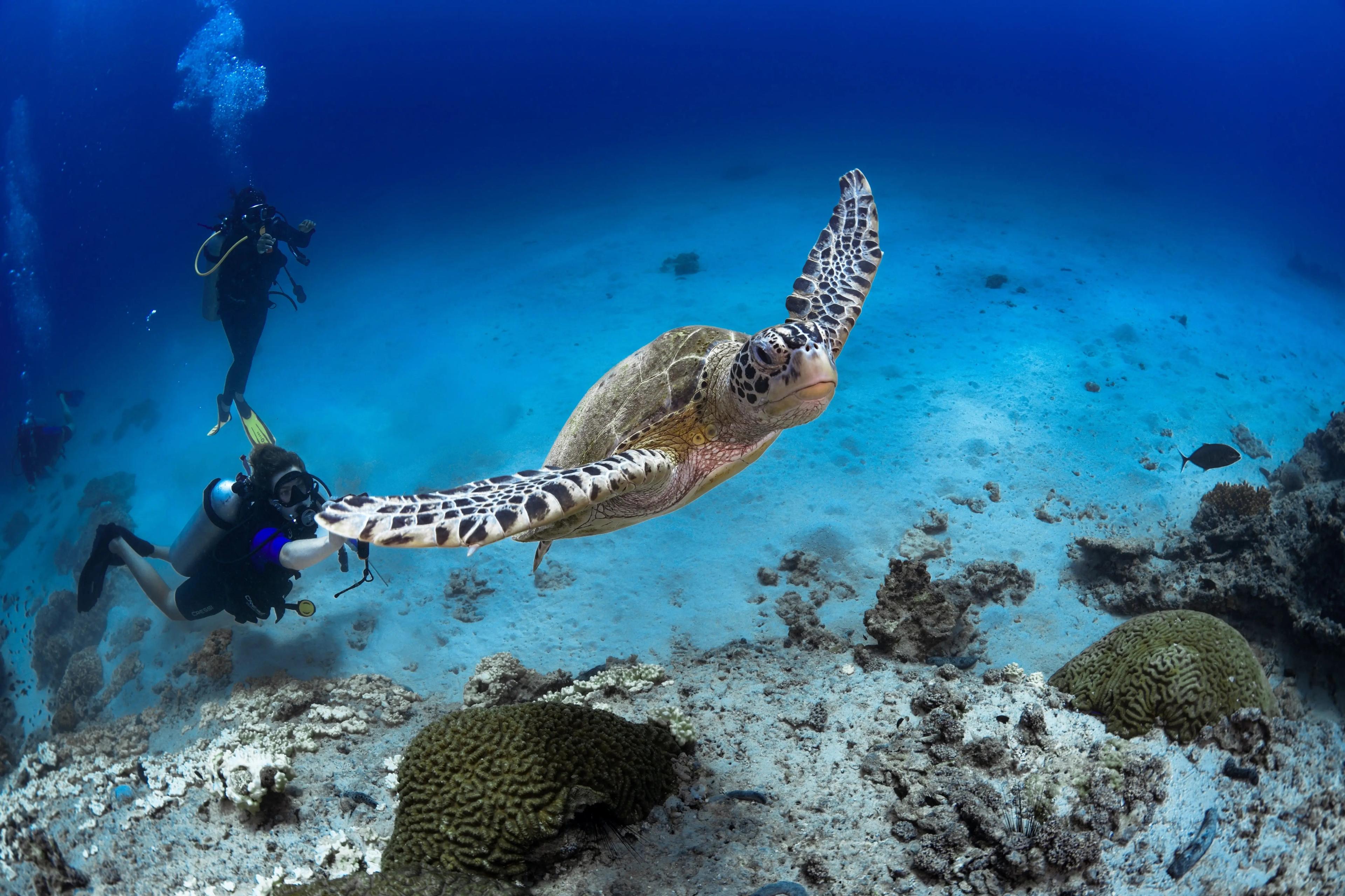Oman sea life