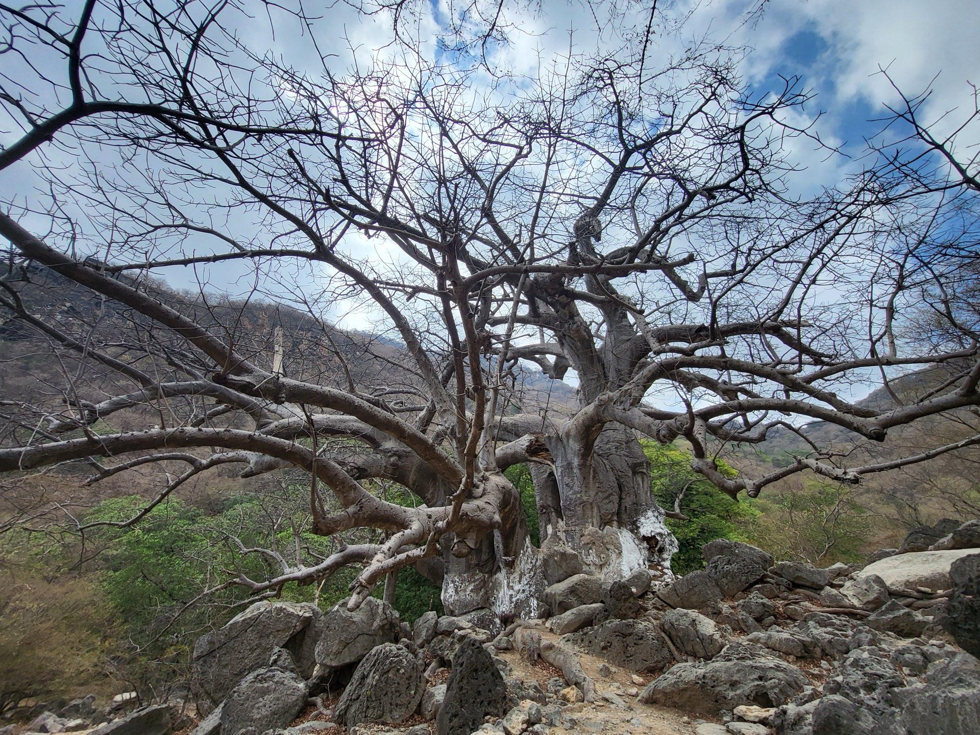 Jahrhundertealter Baobab in den Bergen über Salalah