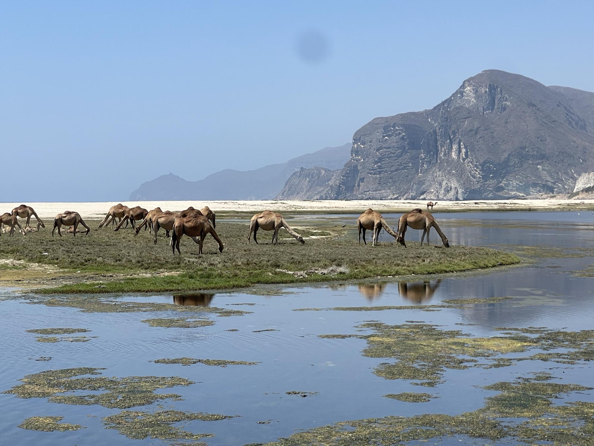 Kamele an einer Lagune, Salalah