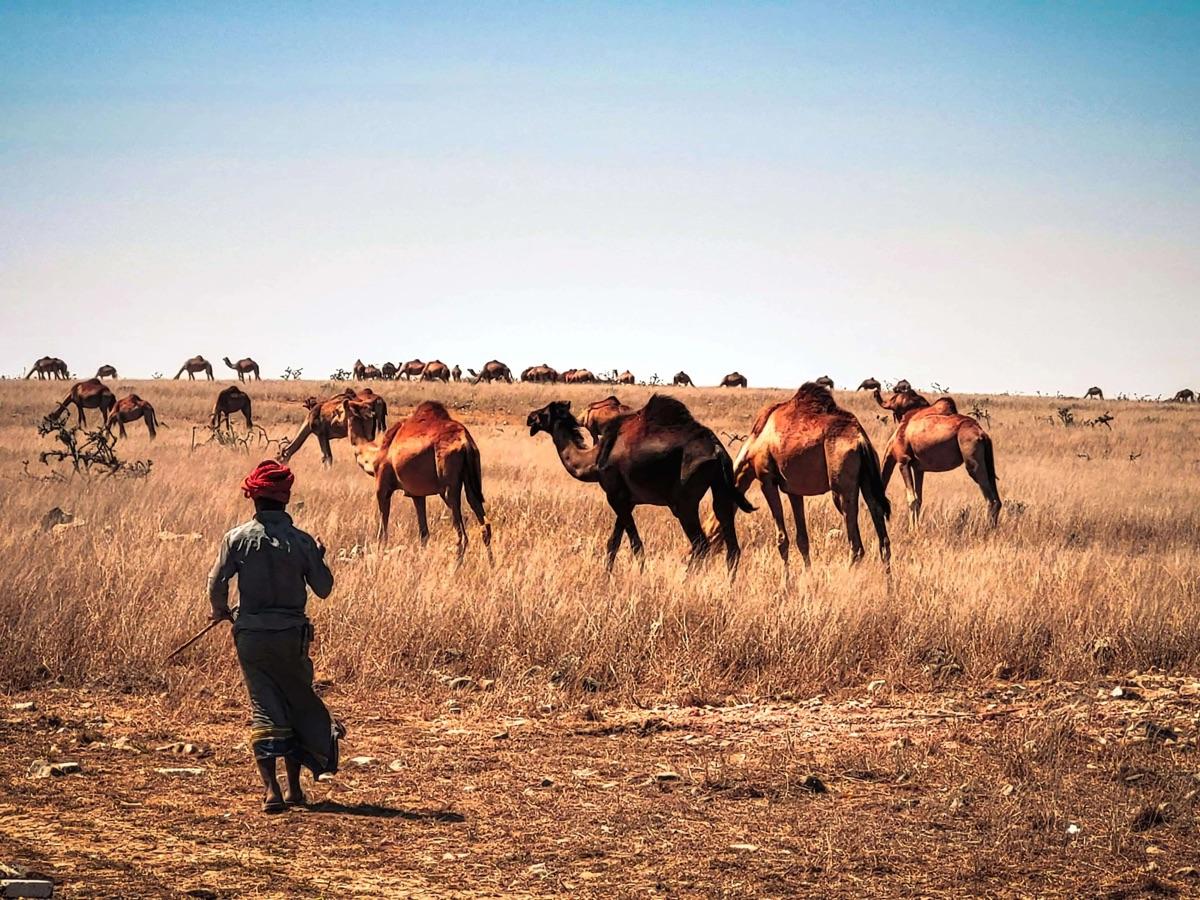 Kamele ziehen über die Dünen der Wahiba Sands