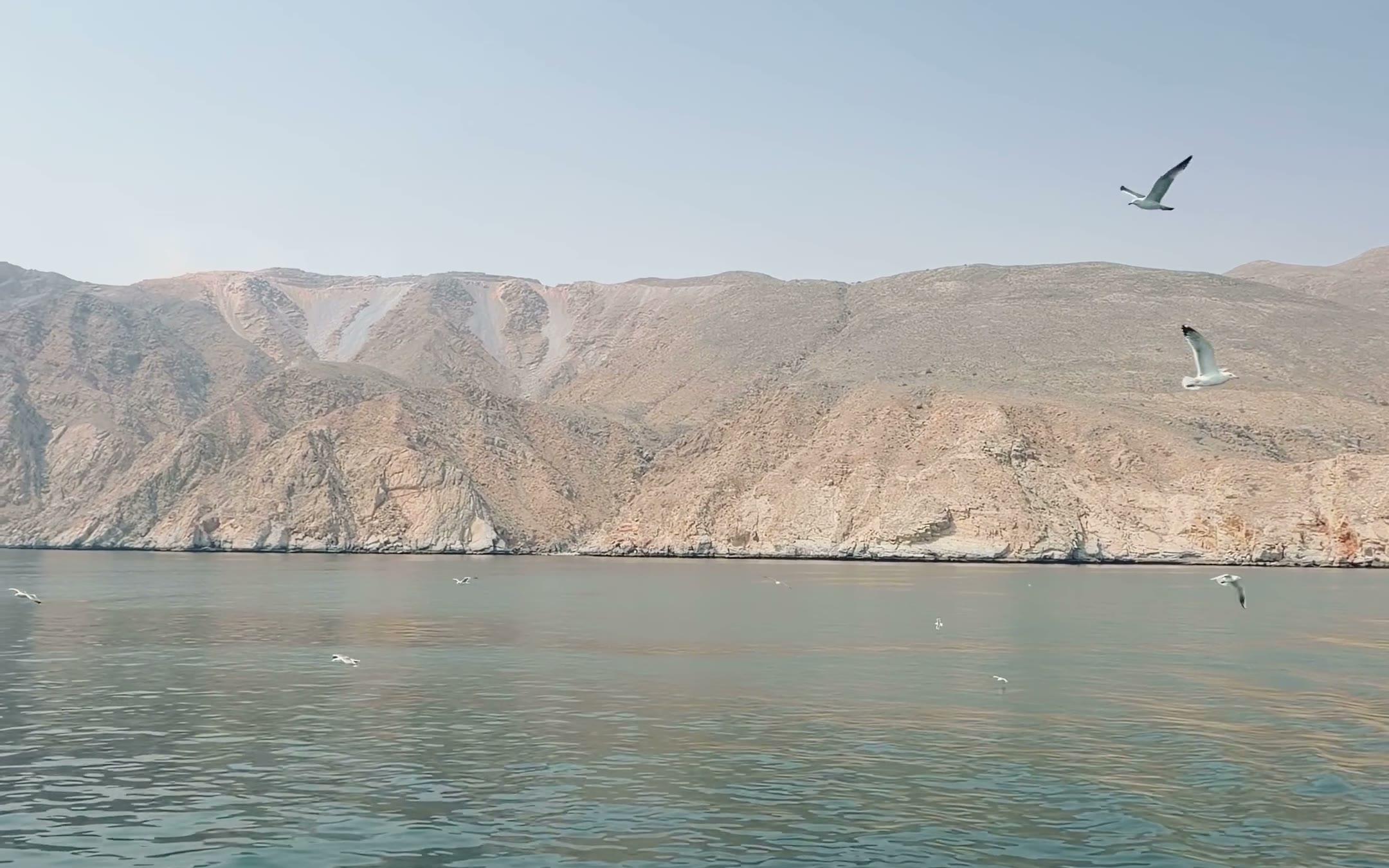 Kahle Bergwände des Fjords Khor Sham, Möwen über dem Wasser
