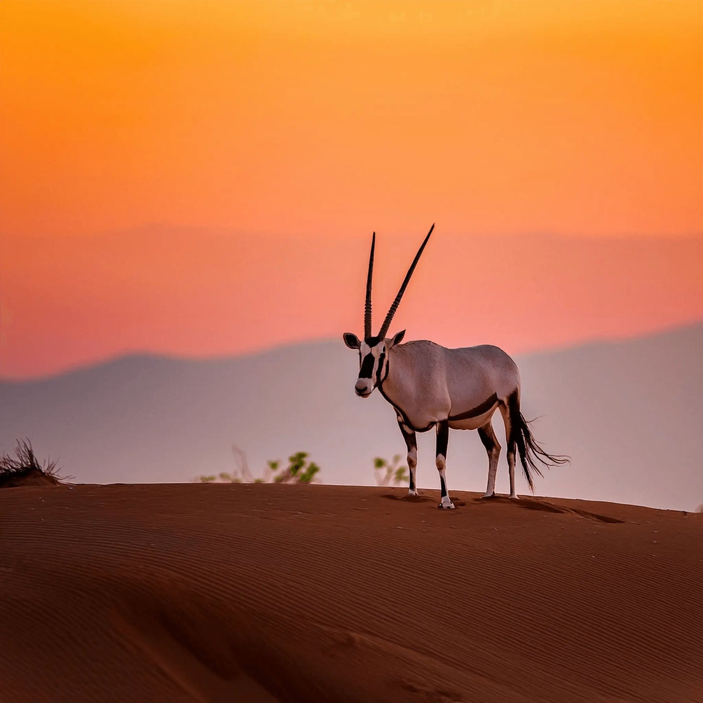 10-tägige Oman Erlebnisreise – Natur, Kultur & Meer