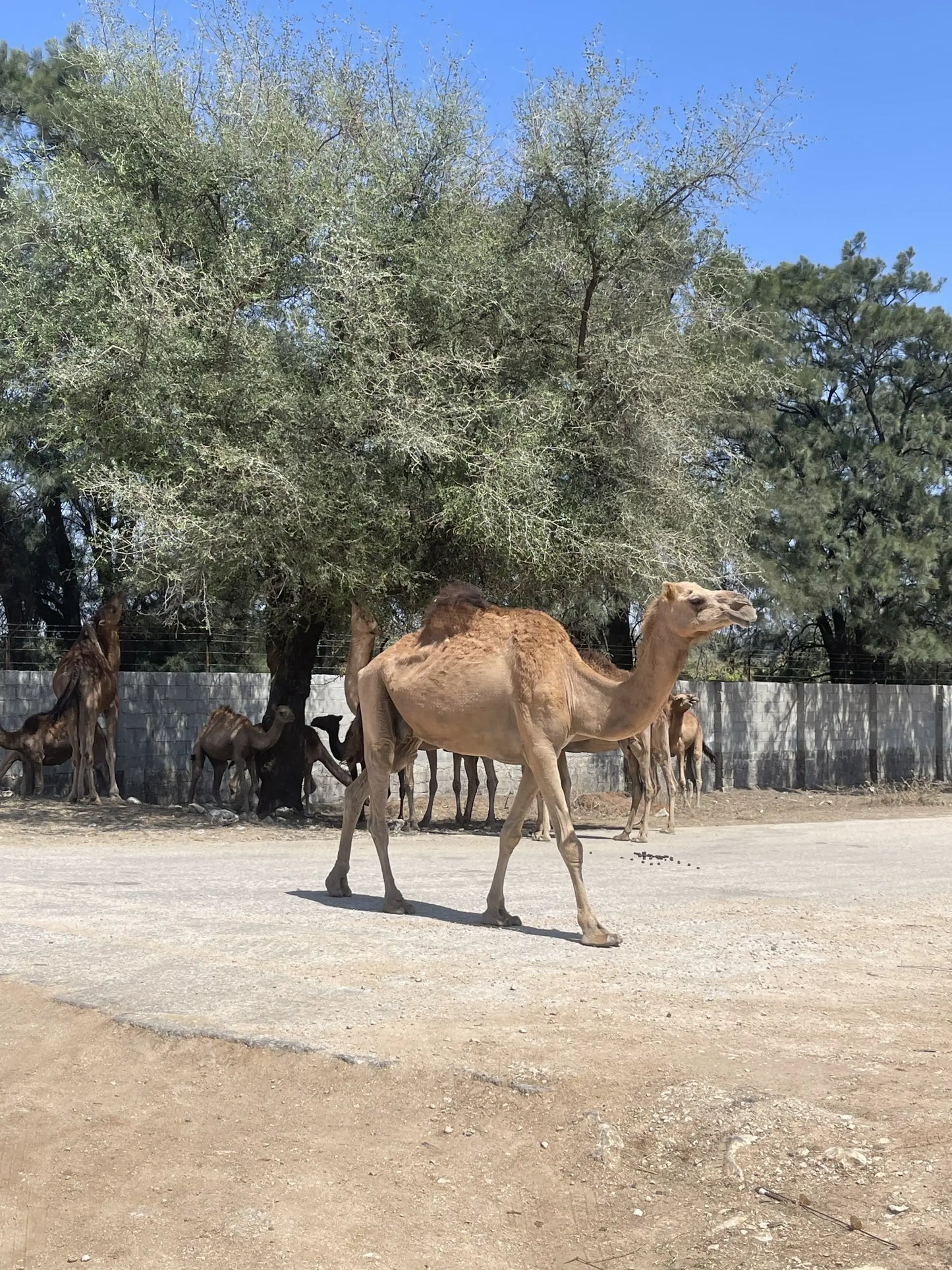 14-tägige Oman Rundreise – Von Muscat nach Salalah